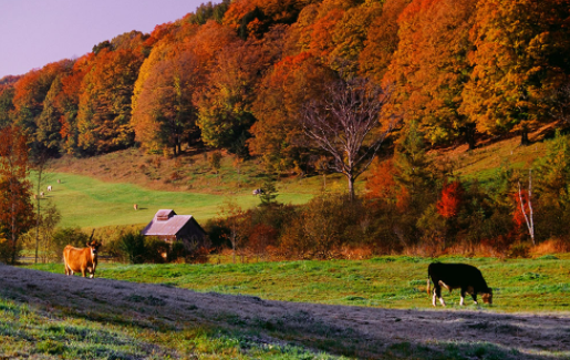 摸鱼水印相机官方手机版下载