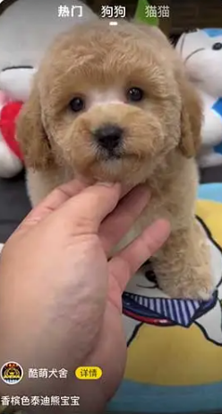 宠物宝app官方下载