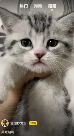 宠物宝app官方下载
