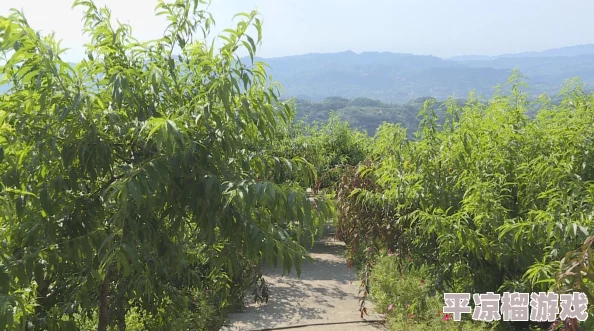 梦想桃源手游深度解析：暴击哪吒技能特效与使用方法详解