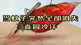 比较分析：艾尔登法环中龟壳盾与水母盾哪个更适合你的防御策略？
