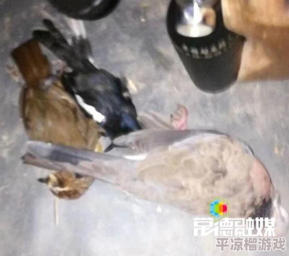 桃源深处有人家鸟类辨认方法与技巧图解指南