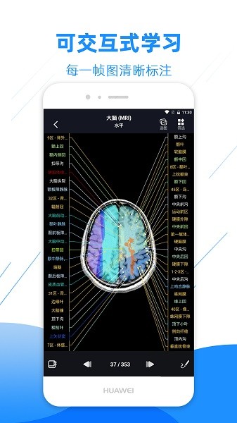 影像解剖图谱免费版安卓下载2025
